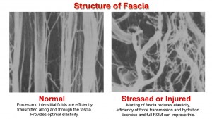 Structure of Fascia copy